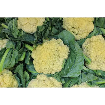 Frozen Cauliflower (7)-9842450-20159.webp